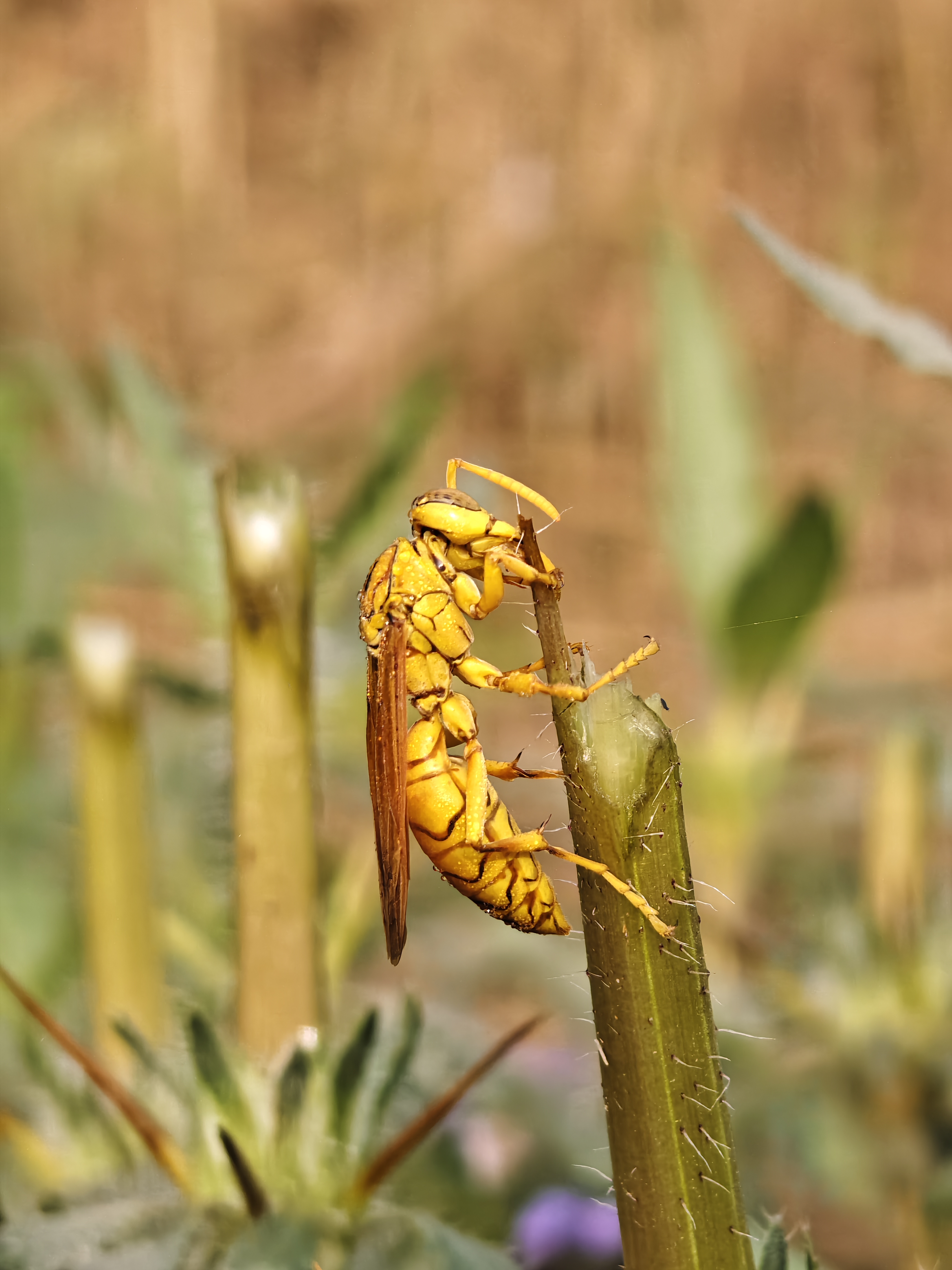 Photography by Sushovan