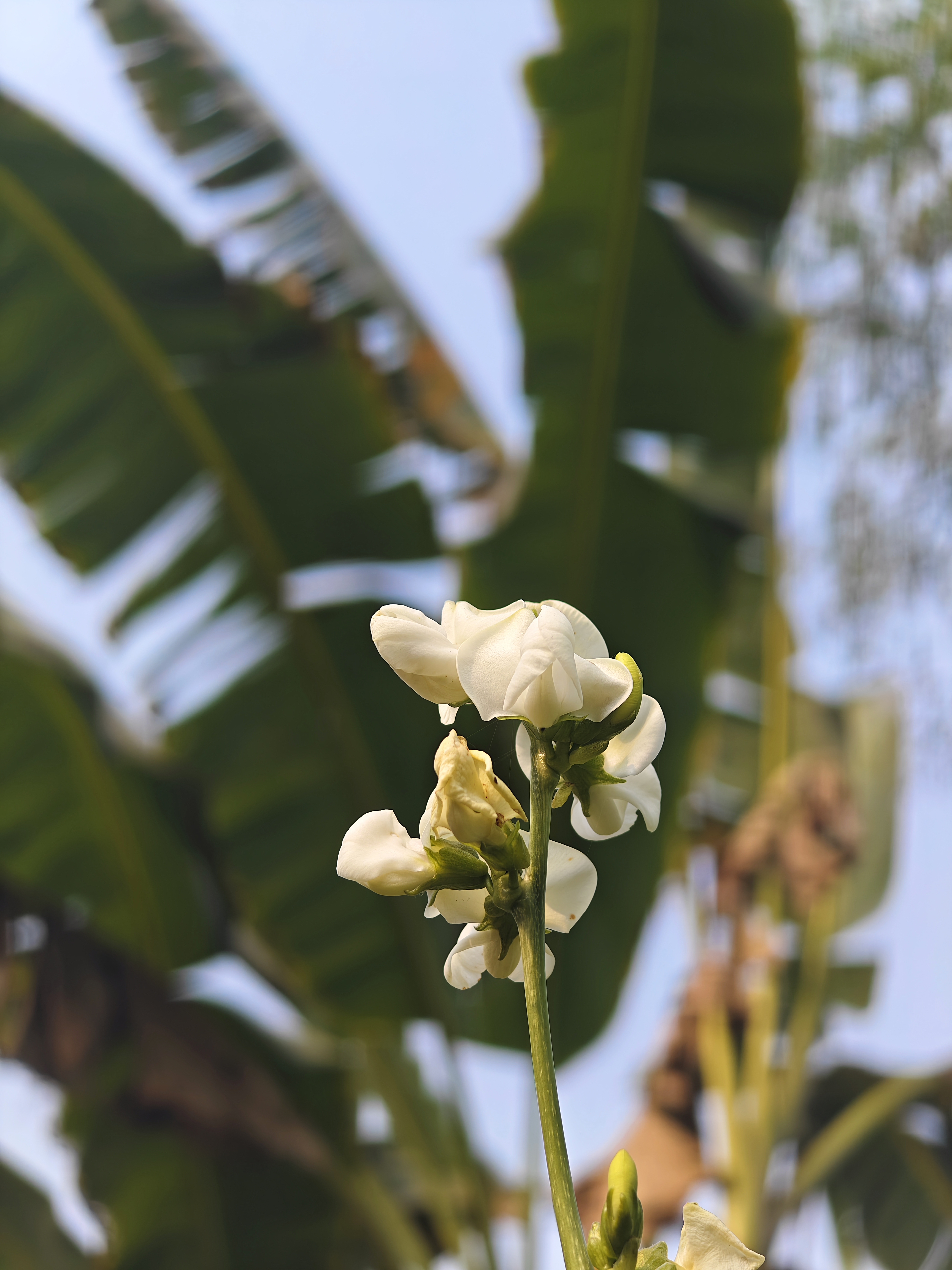 Photography by Sushovan